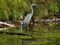 img_4995.jpg